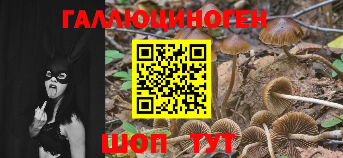 где продают наркотики  Псилоцибиновые грибы мухоморы  Вход с VPN  Кувандык  Псилоцибиновые грибы мицелий 
